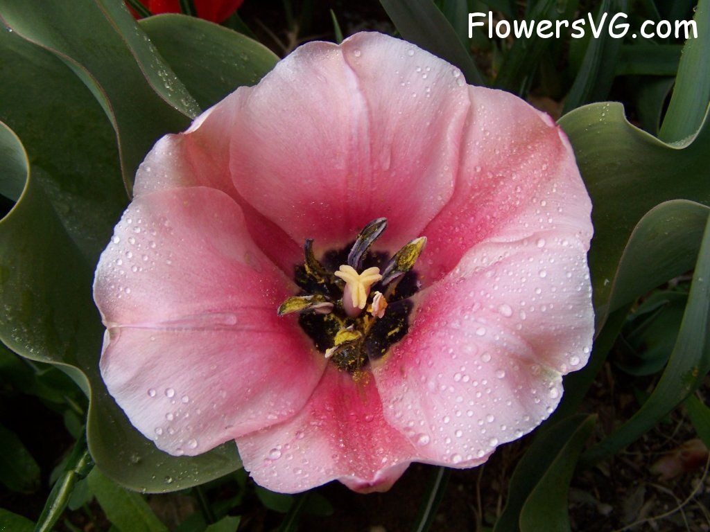 tulip flower Photo abflowers7633.jpg