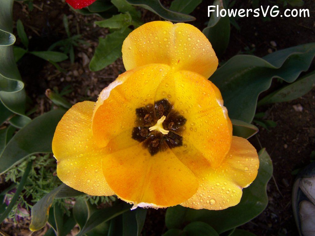 tulip flower Photo abflowers7635.jpg