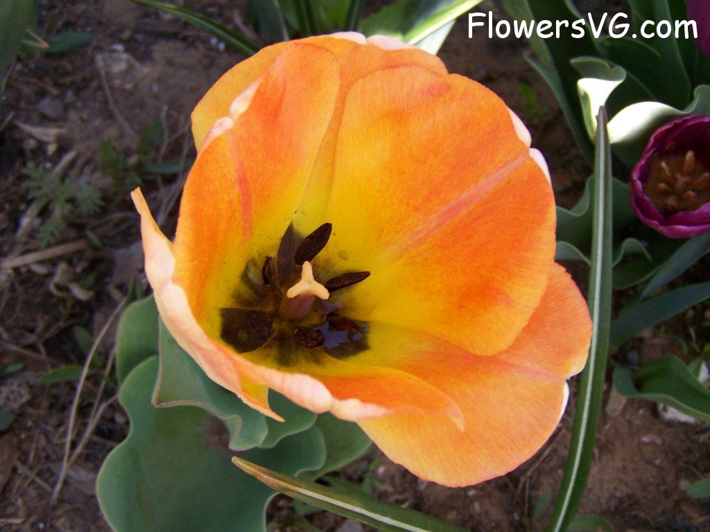 tulip flower Photo abflowers7636.jpg