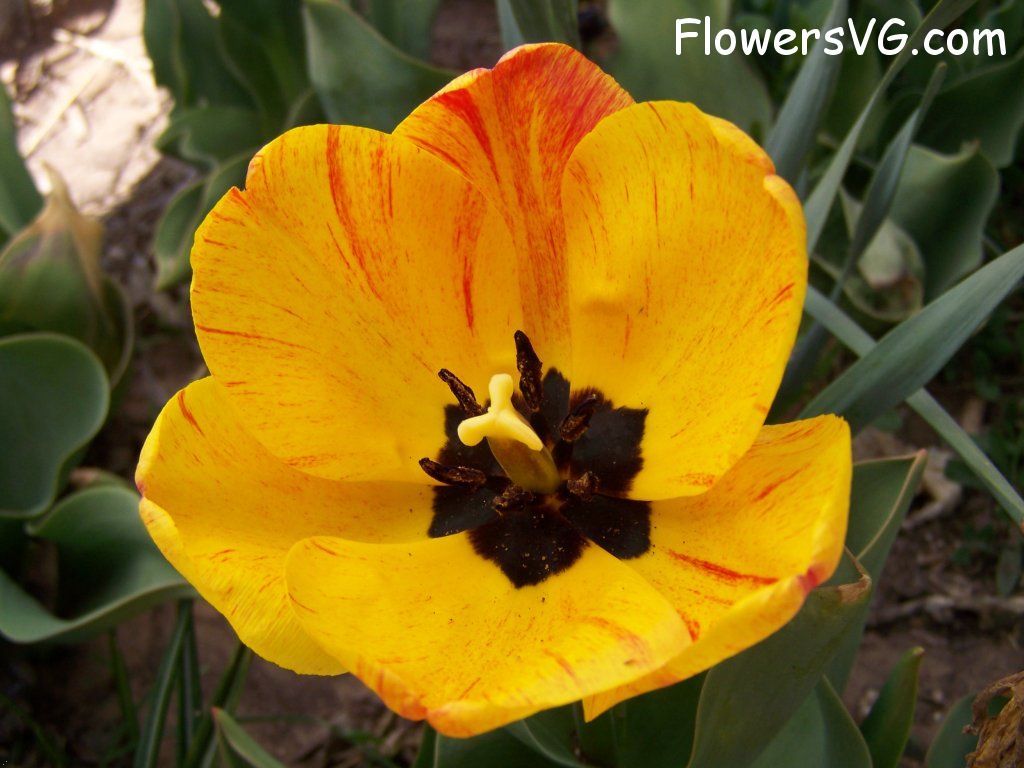 tulip flower Photo abflowers7675.jpg