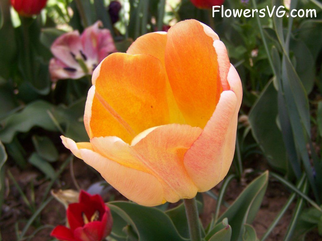 tulip flower Photo abflowers7679.jpg