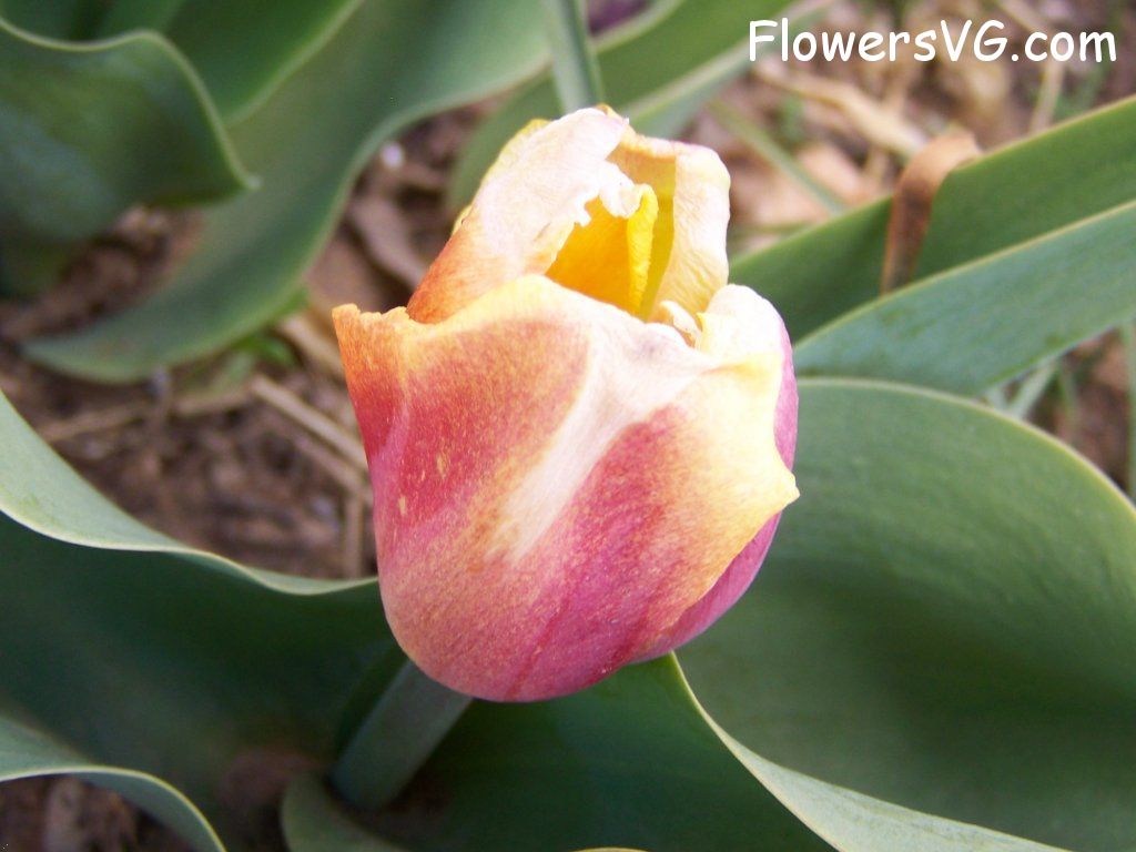 tulip flower Photo abflowers7681.jpg