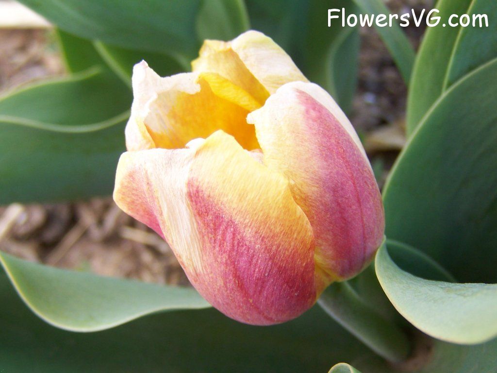 tulip flower Photo abflowers7682.jpg