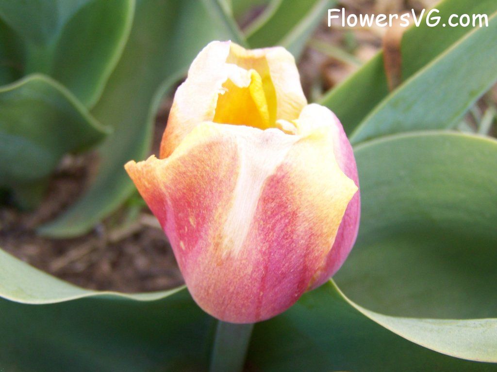 tulip flower Photo abflowers7683.jpg