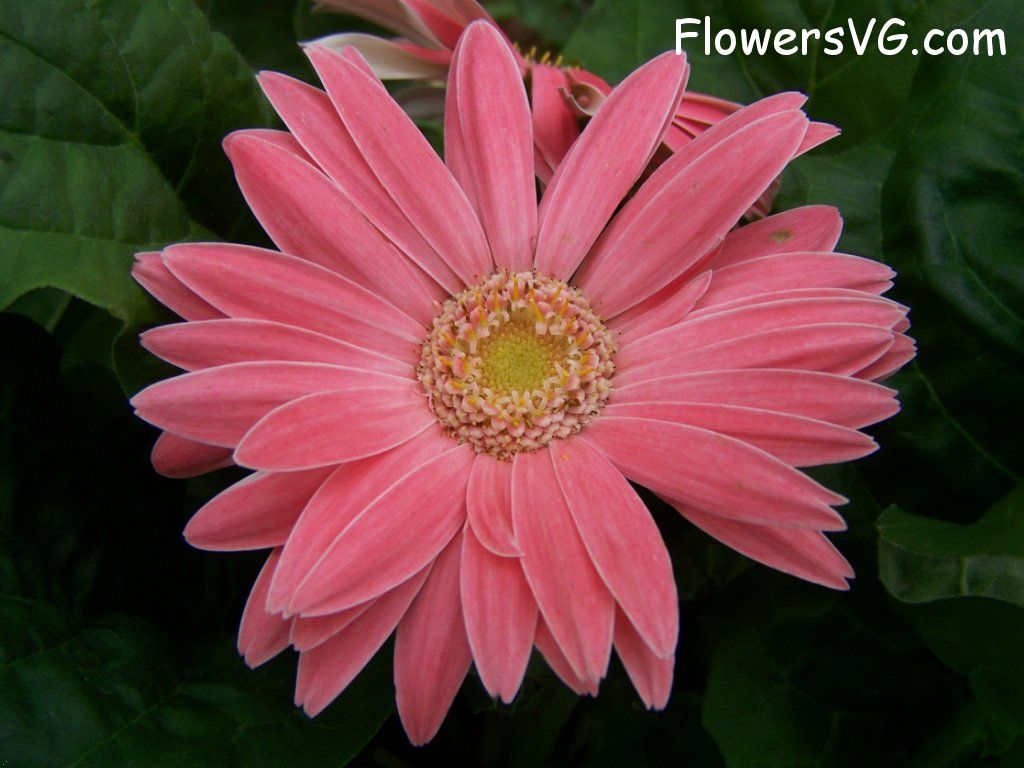 daisy flower Photo abflowers9378.jpg