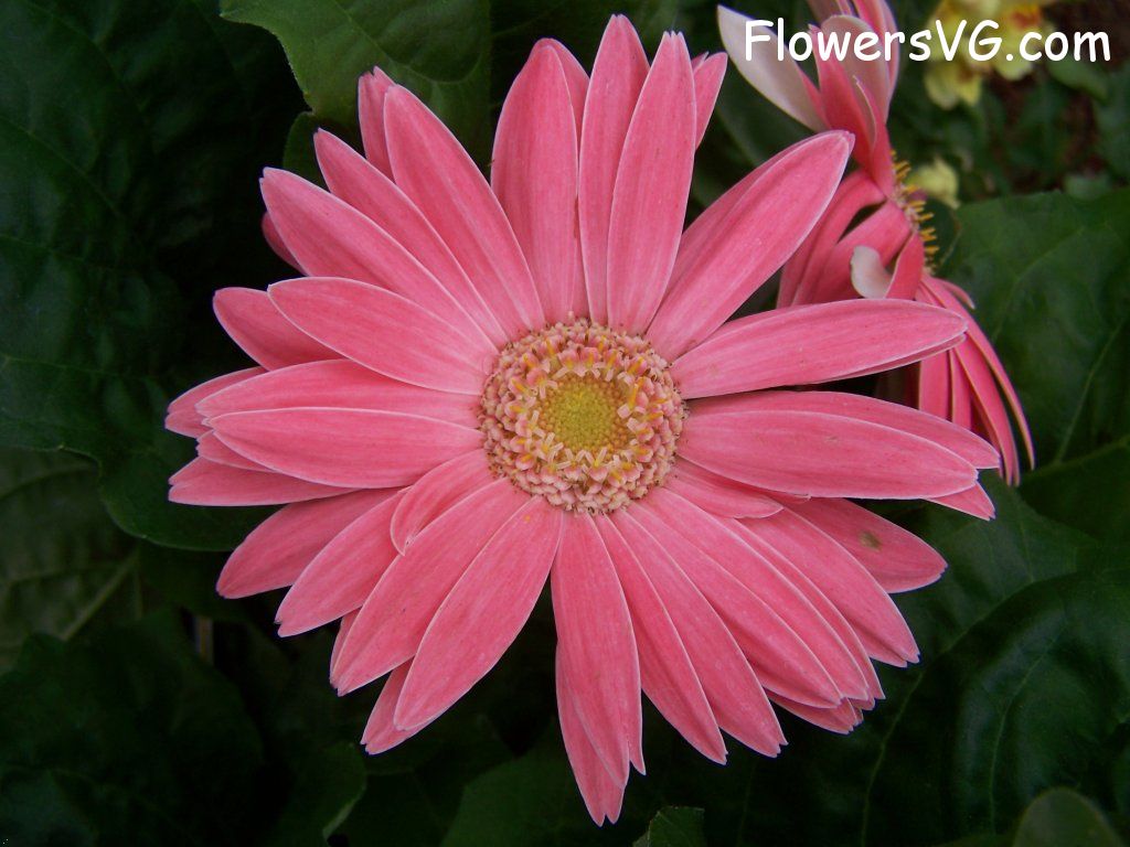 daisy flower Photo abflowers9379.jpg