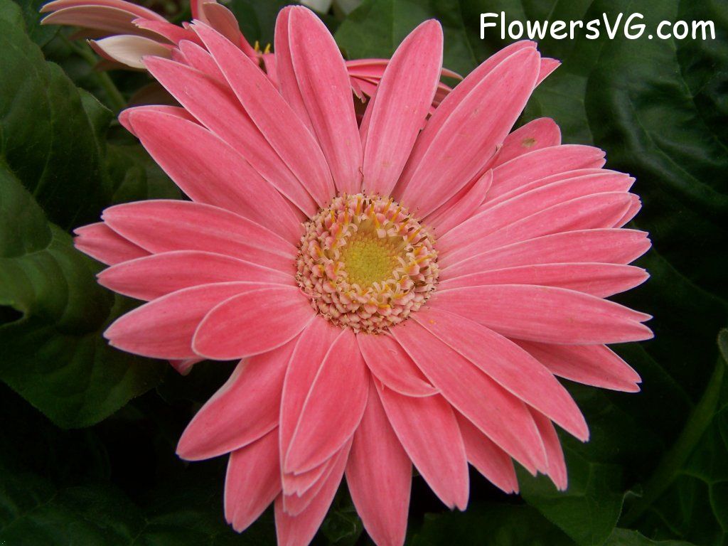 daisy flower Photo abflowers9384.jpg