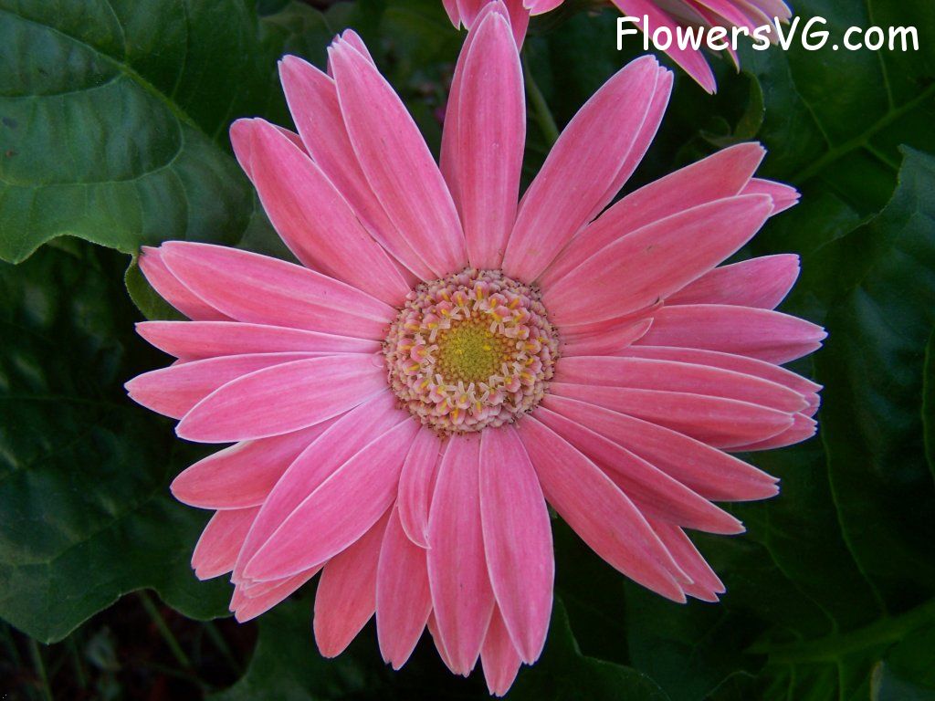daisy flower Photo abflowers9404.jpg