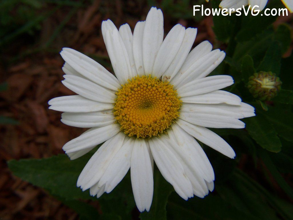 daisy flower Photo abflowers9592.jpg