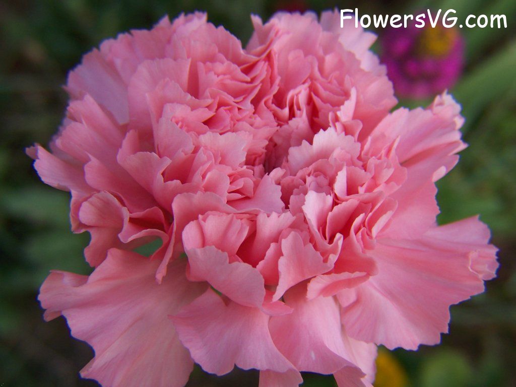 carnation flower Photo abflowers9818.jpg