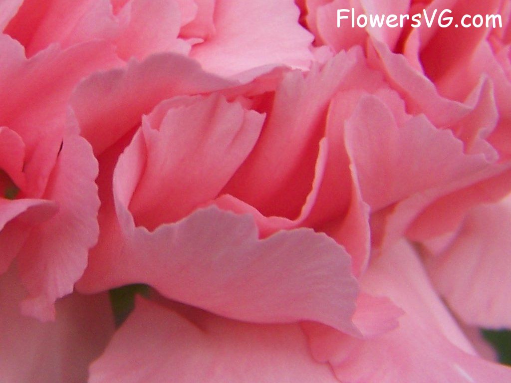 carnation flower Photo abflowers9850.jpg