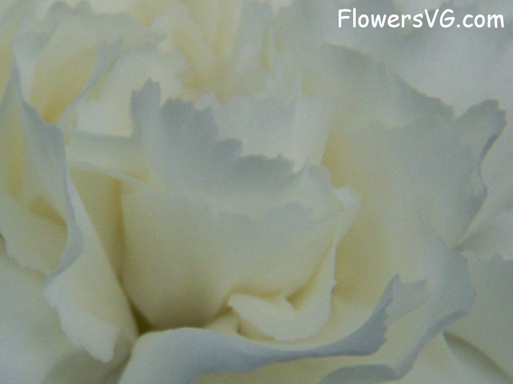 carnation flower Photo abflowers9853.jpg