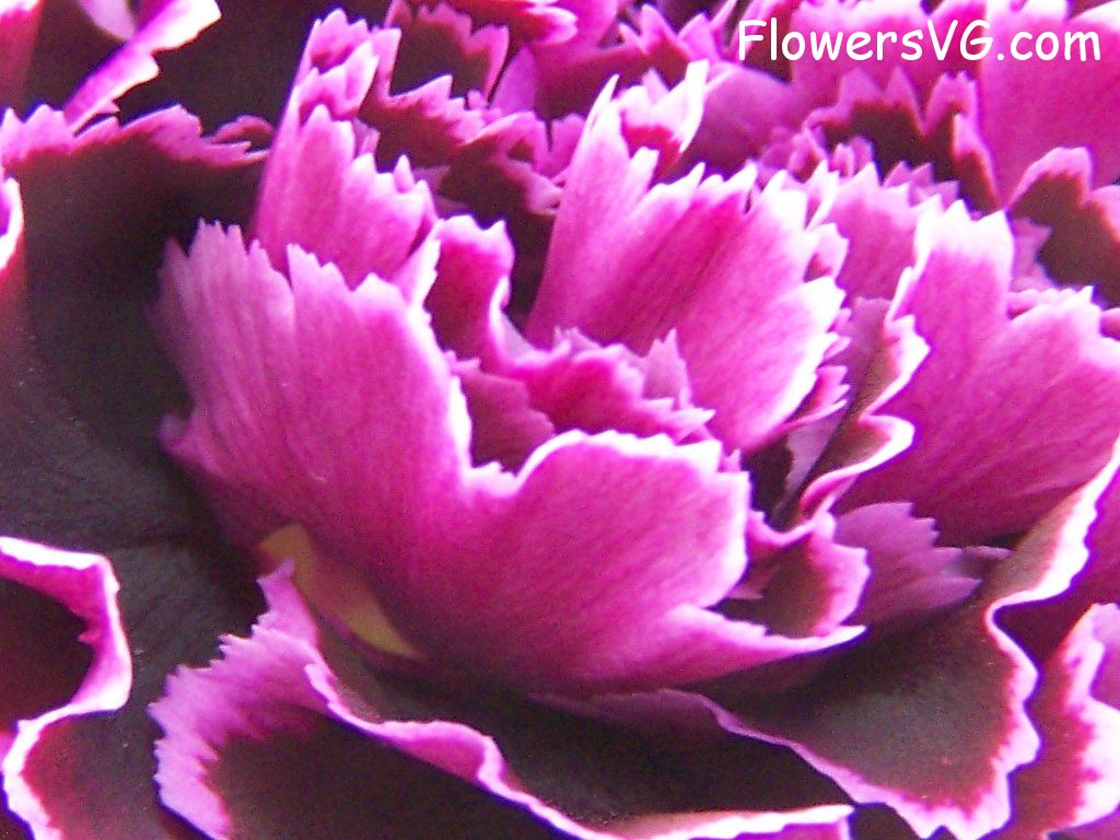 carnation flower Photo abflowers9855.jpg