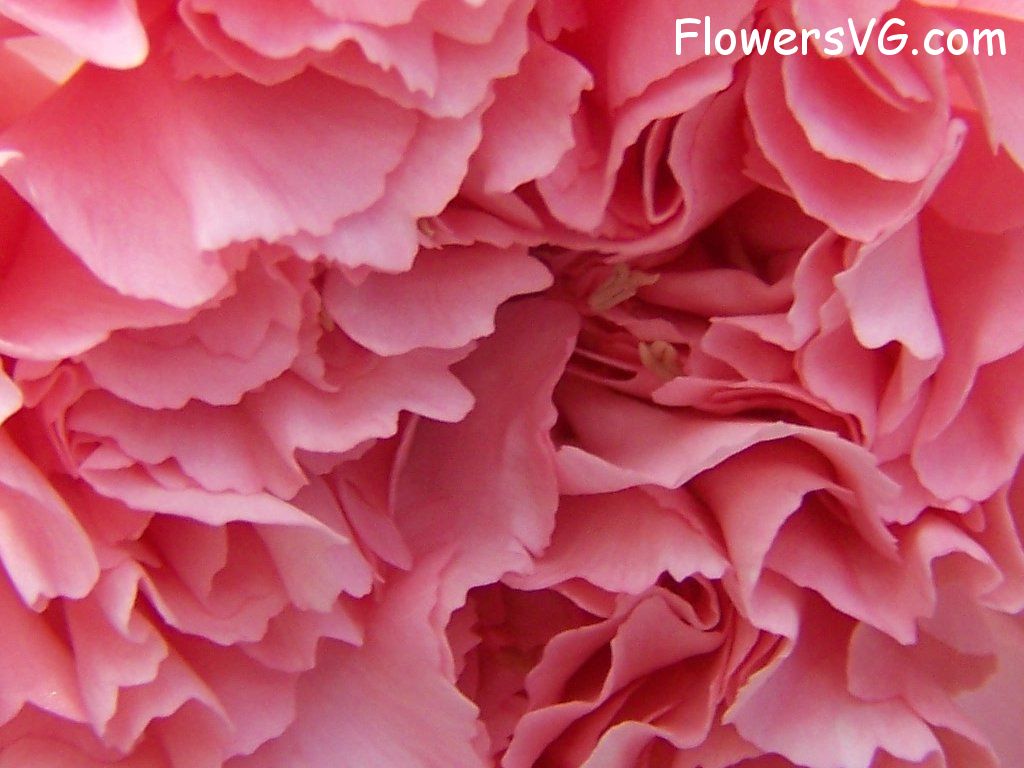 carnation flower Photo abflowers9858.jpg