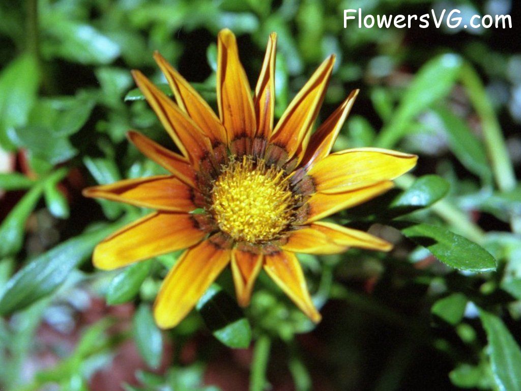 daisy flower Photo annual16.jpg