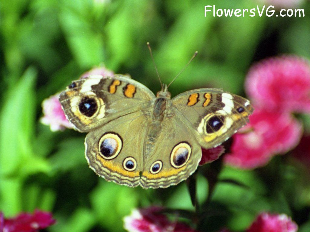 Photo butterfly011.jpg