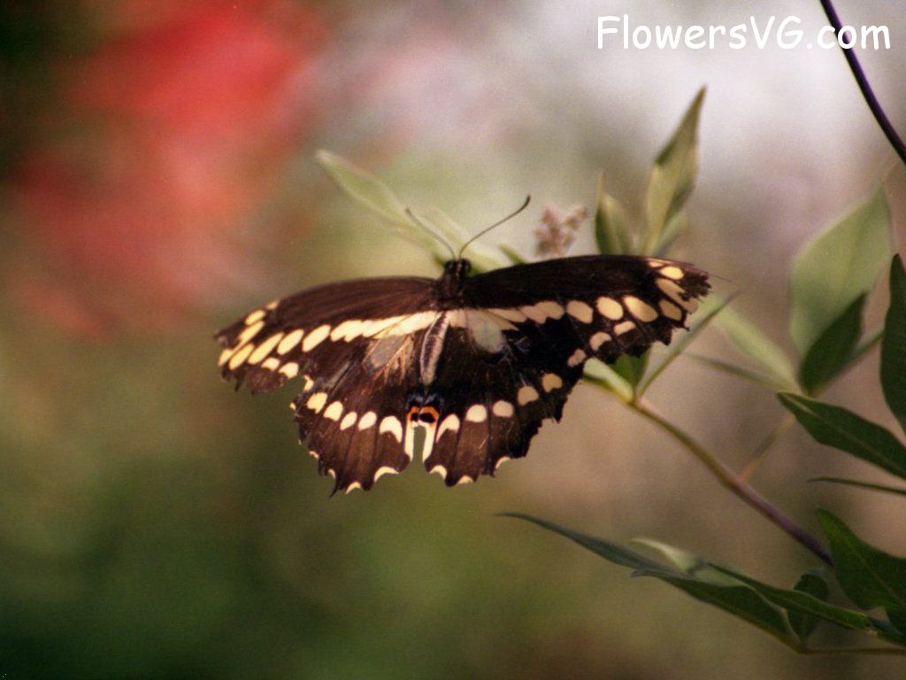 Photo butterfly043.jpg