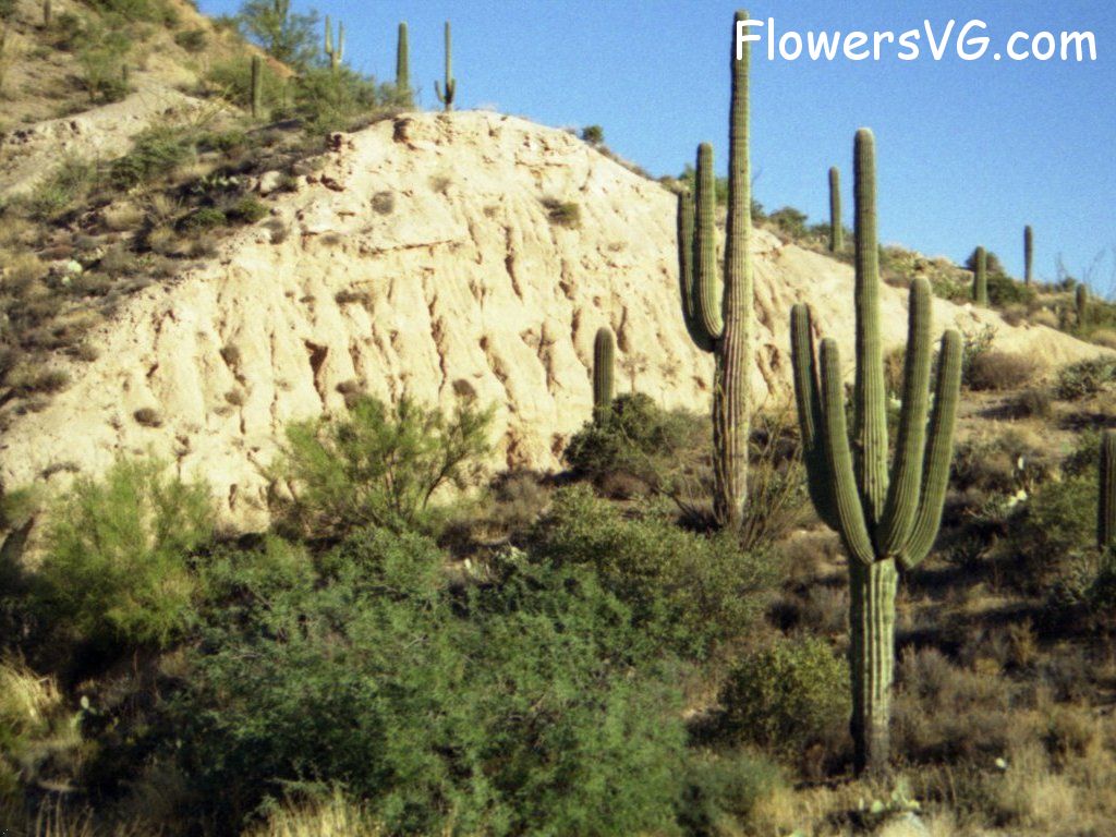 Photo cactus10a01.jpg