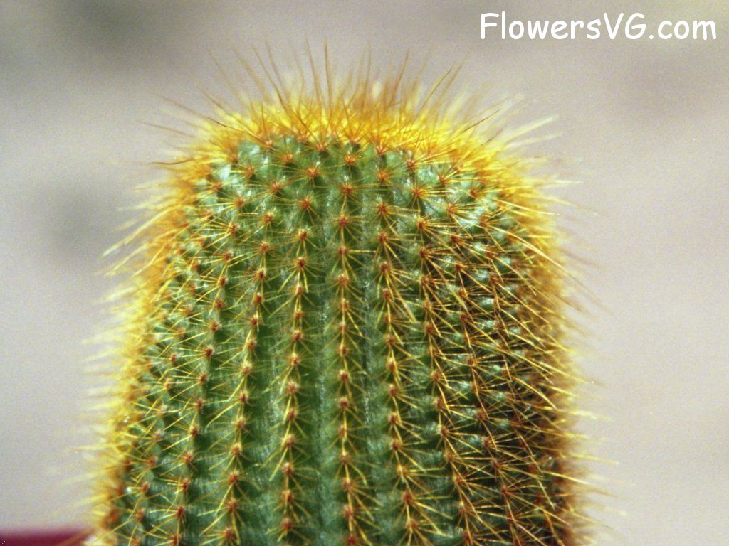 Photo cactus11a03.jpg