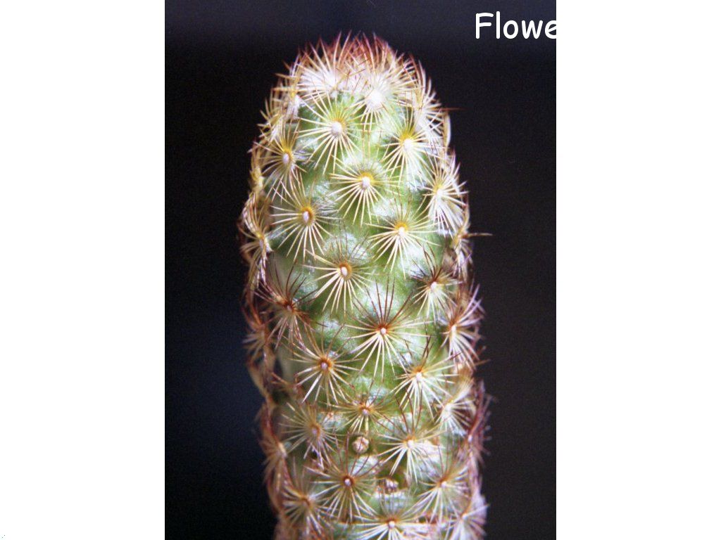 Photo cactus12a01.jpg