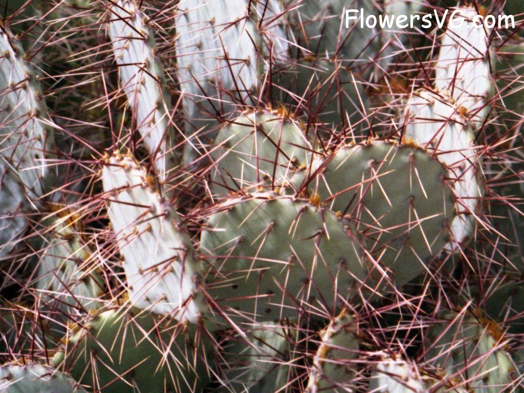 Photo cactus13a12.jpg