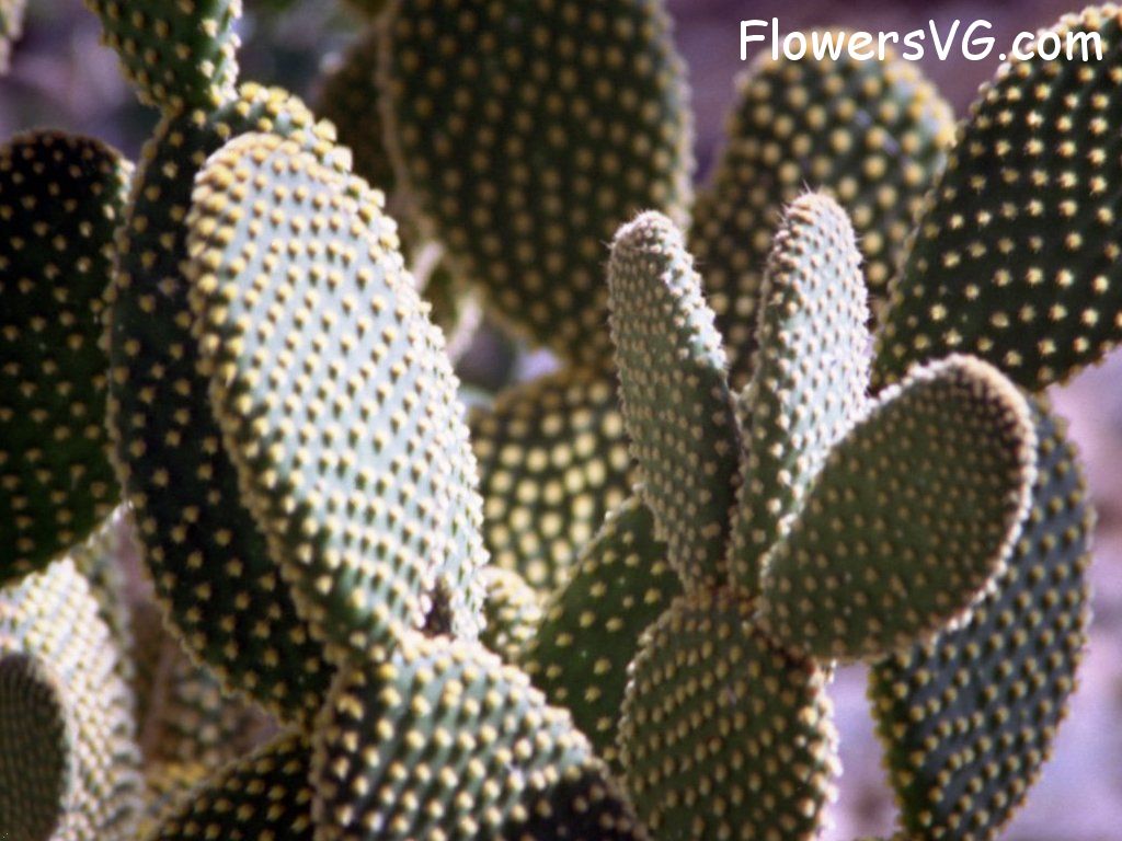 Photo cactus1a01.jpg