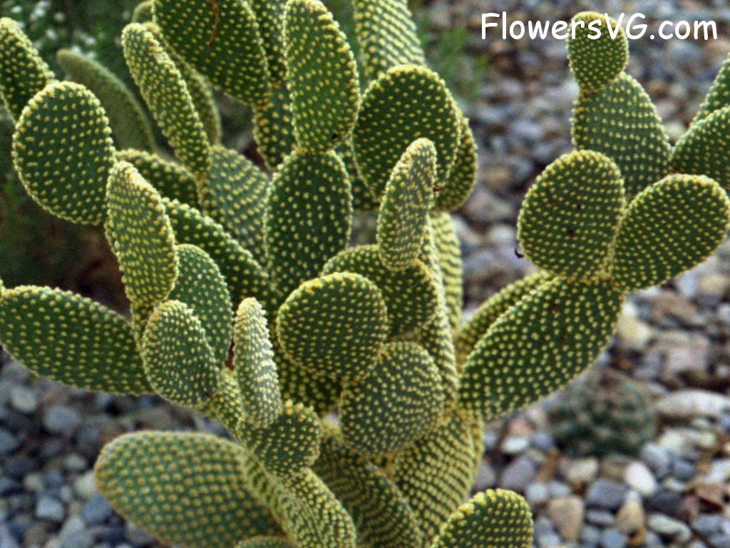 Photo cactus1a04.jpg