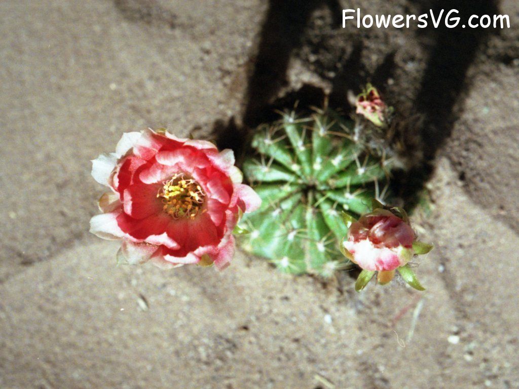 Photo cactus2a14.jpg