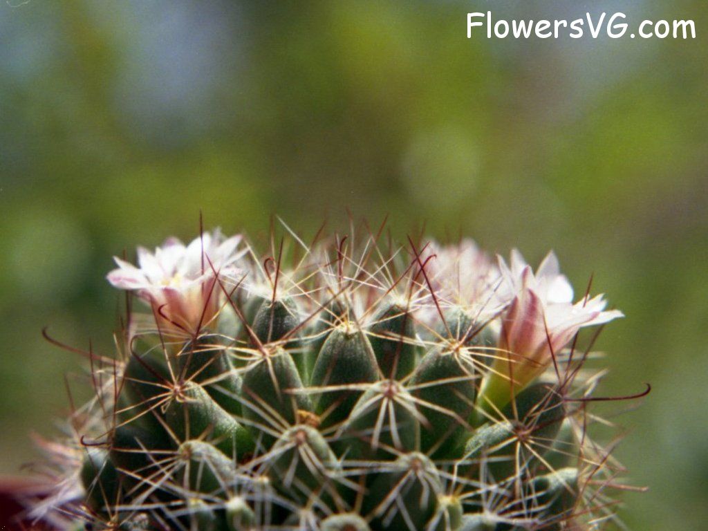Photo cactus2a19.jpg