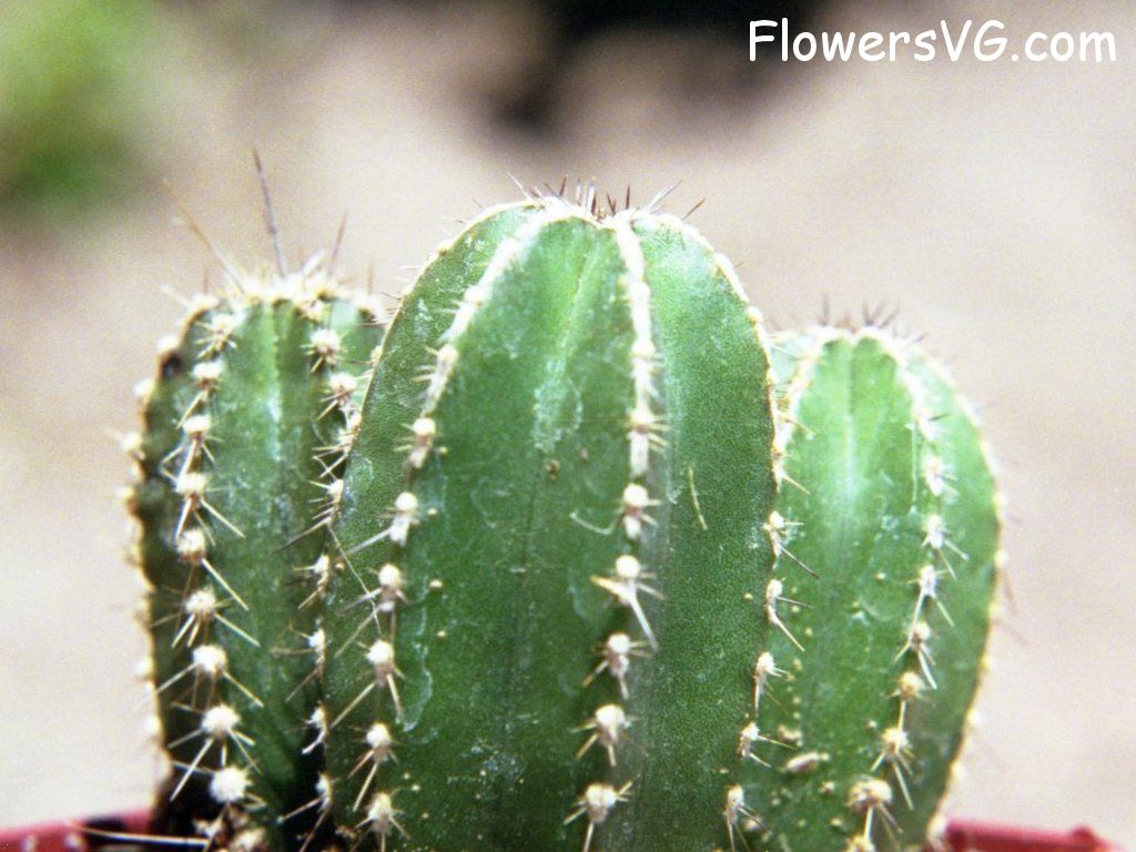 Photo cactus4a02.jpg