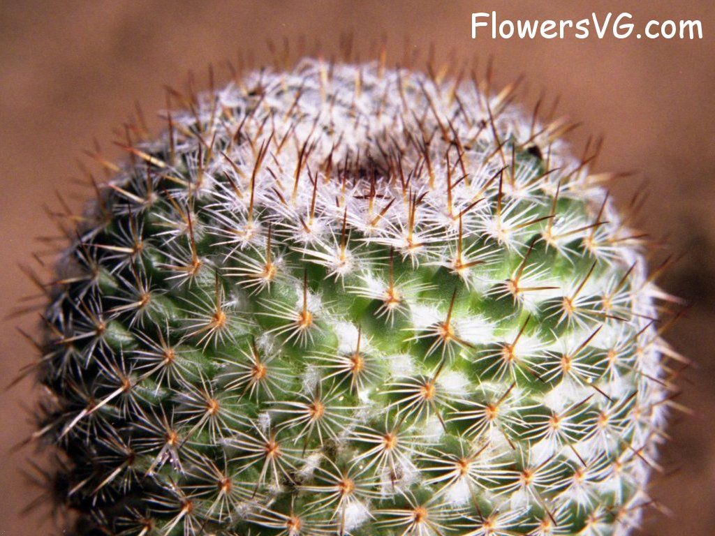 Photo cactus8a07.jpg