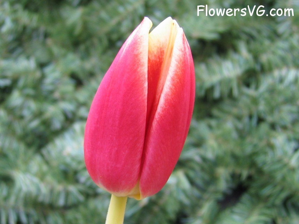 tulip flower Photo cflowers0034.jpg