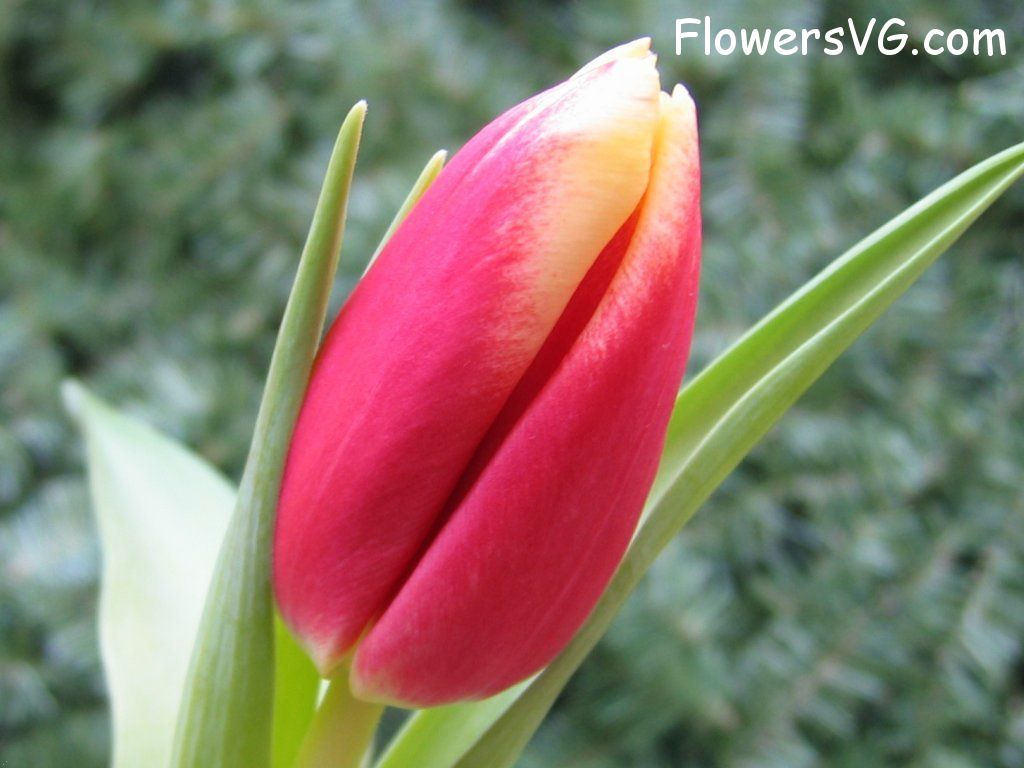tulip flower Photo cflowers0035.jpg