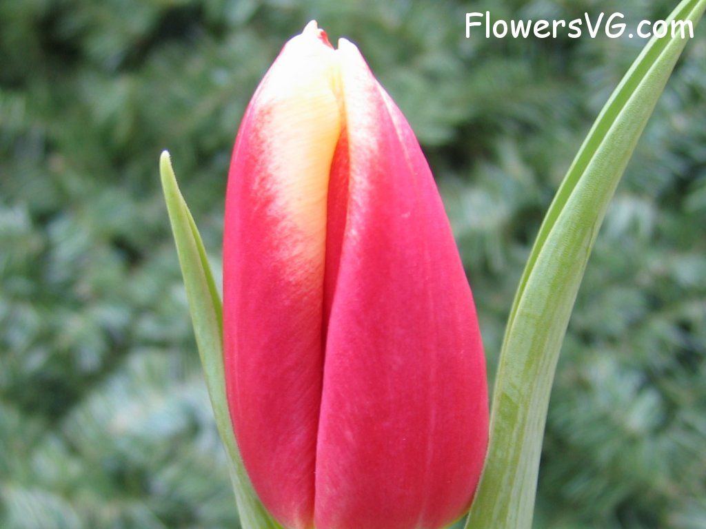 tulip flower Photo cflowers0037.jpg