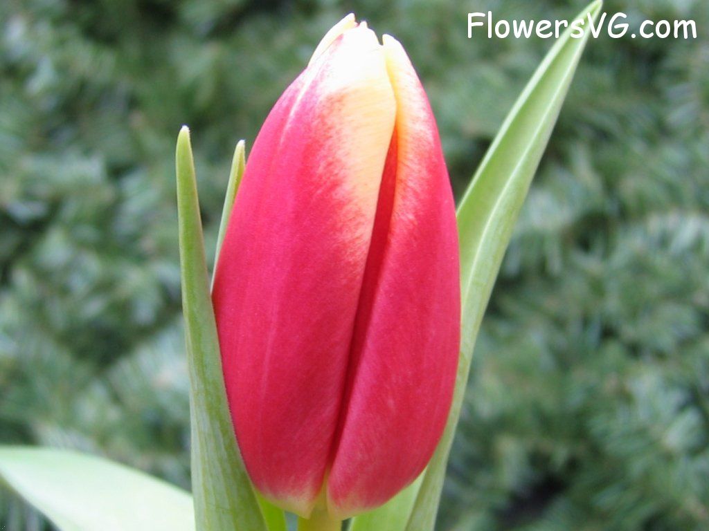 tulip flower Photo cflowers0038.jpg