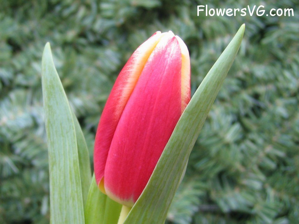 tulip flower Photo cflowers0039.jpg