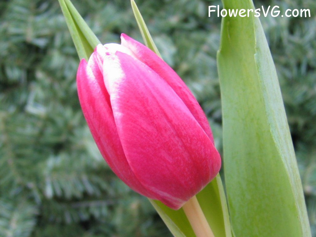 tulip flower Photo cflowers0044.jpg