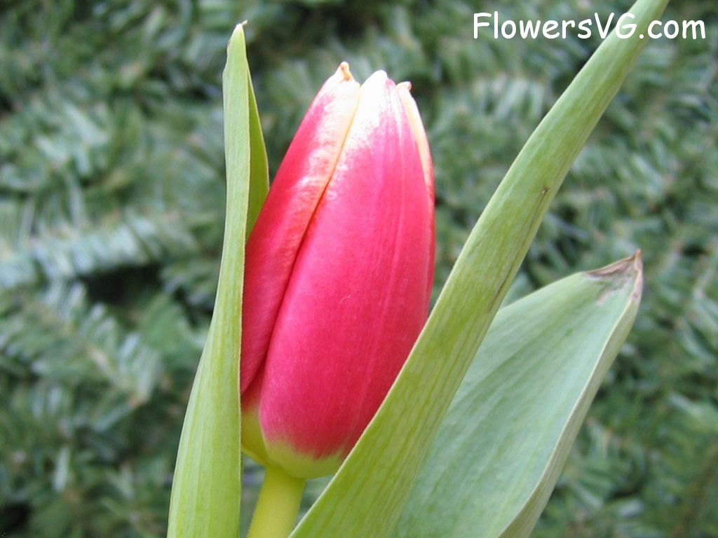 tulip flower Photo cflowers0047.jpg