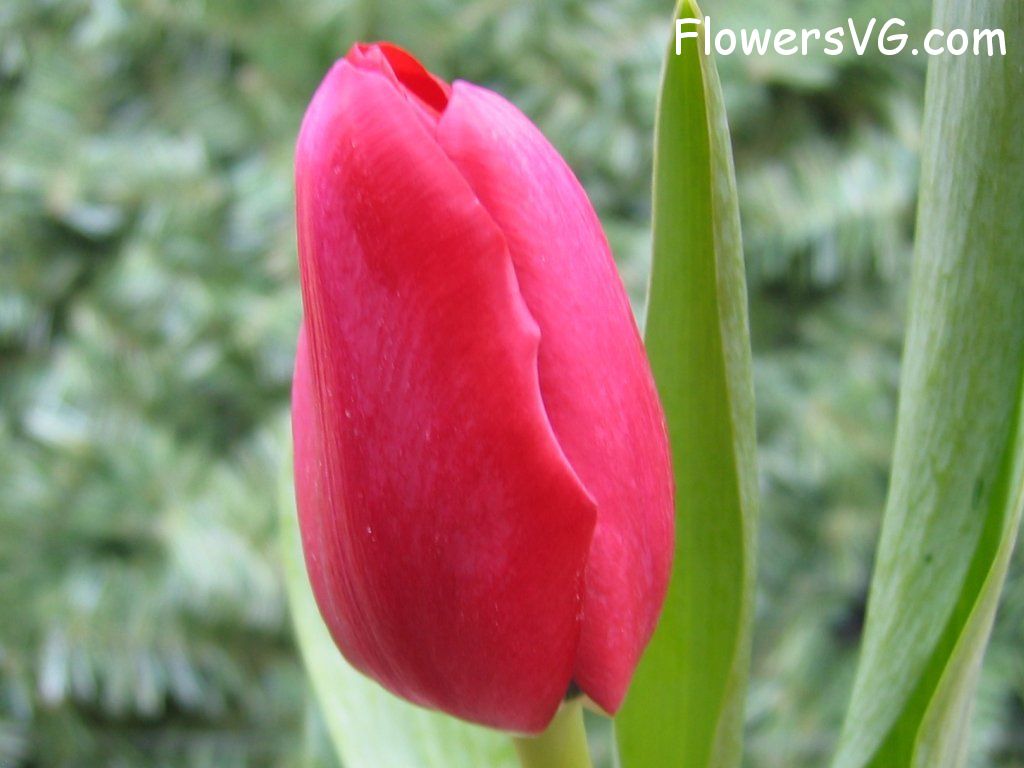 tulip flower Photo cflowers0051.jpg