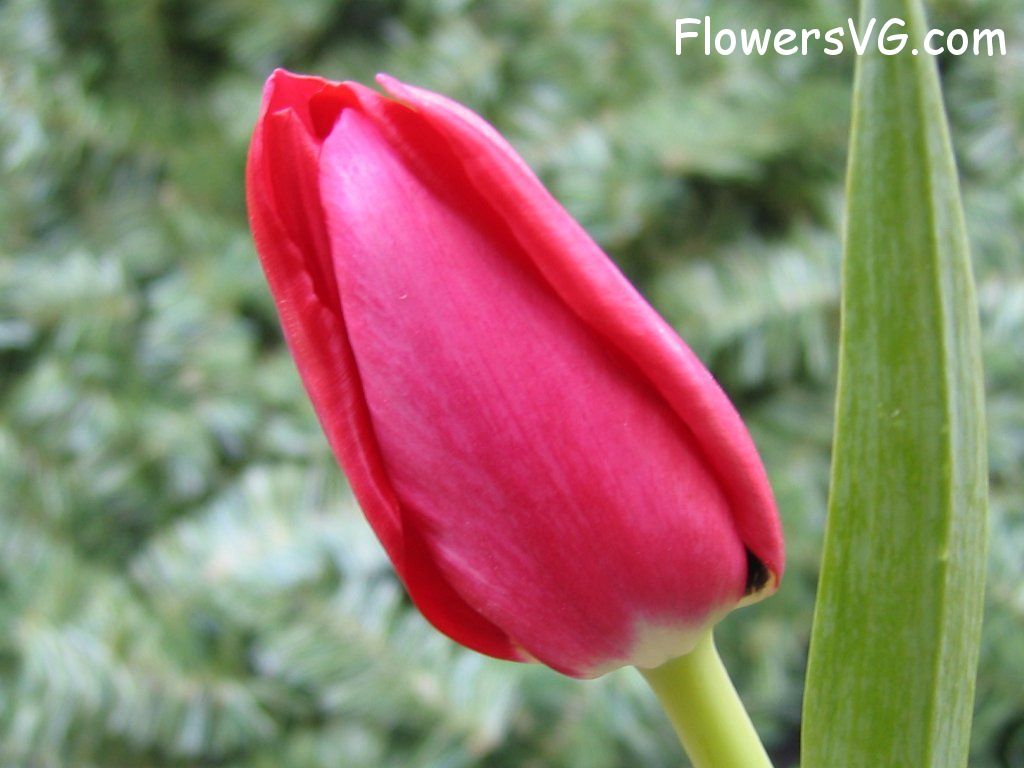 tulip flower Photo cflowers0055.jpg
