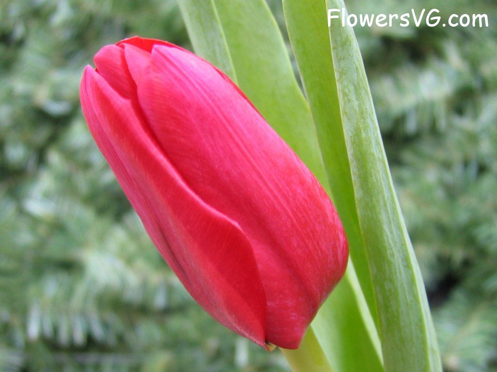 tulip flower Photo cflowers0056.jpg