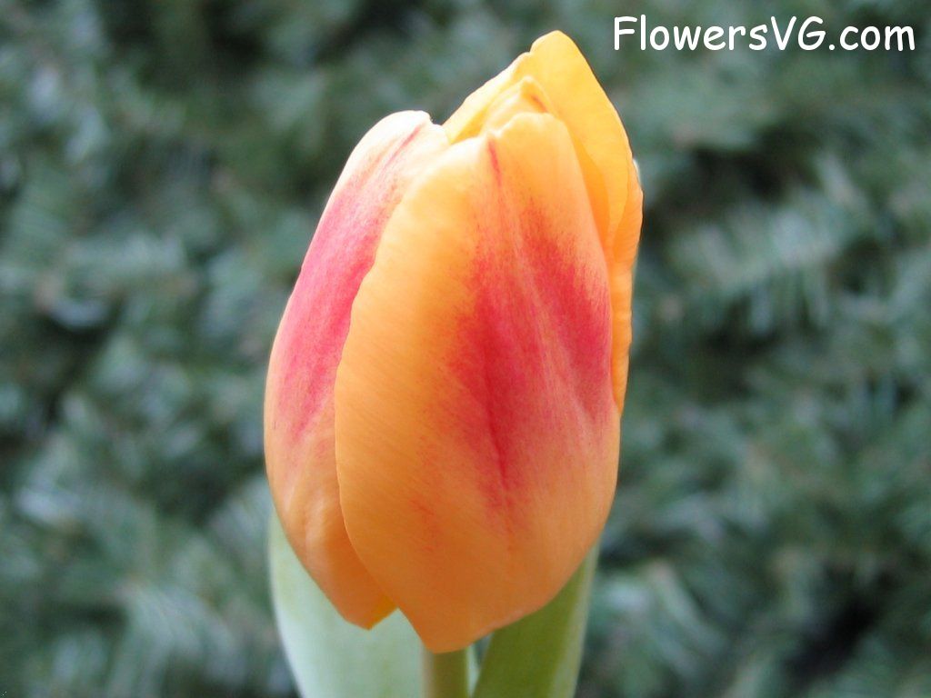 tulip flower Photo cflowers0057.jpg