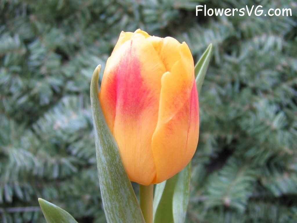tulip flower Photo cflowers0058.jpg