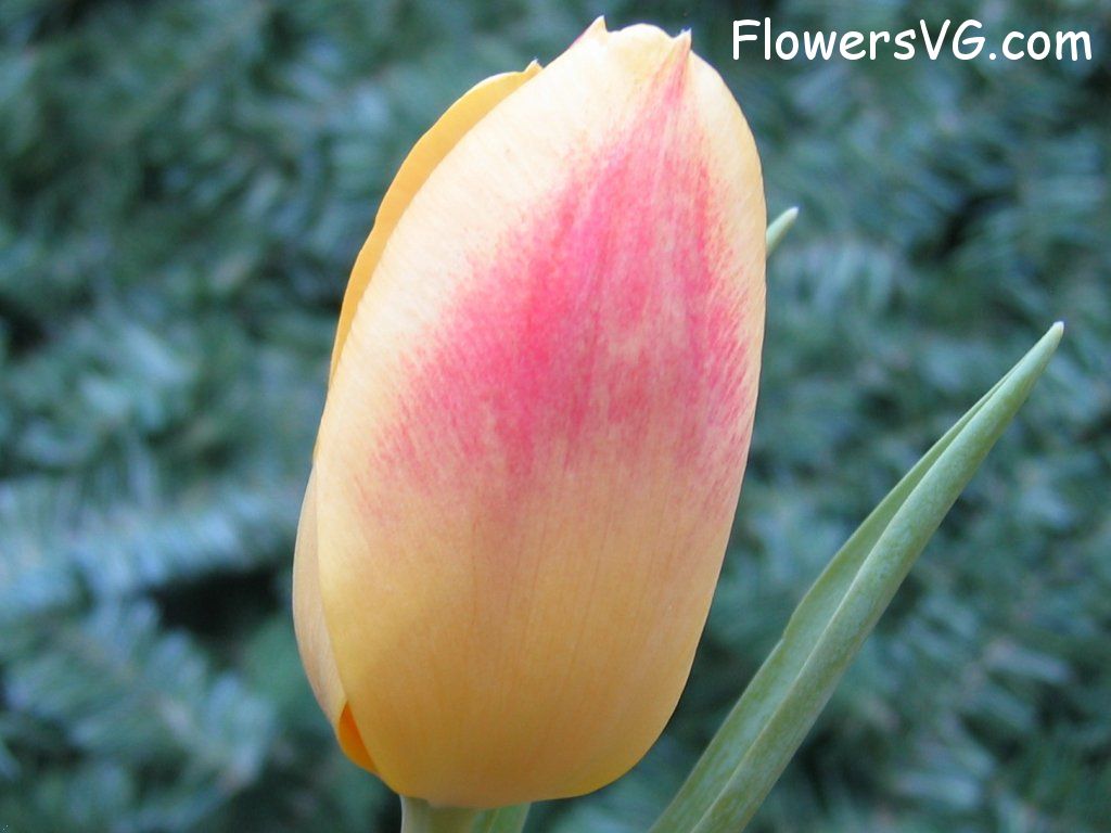 tulip flower Photo cflowers0060.jpg