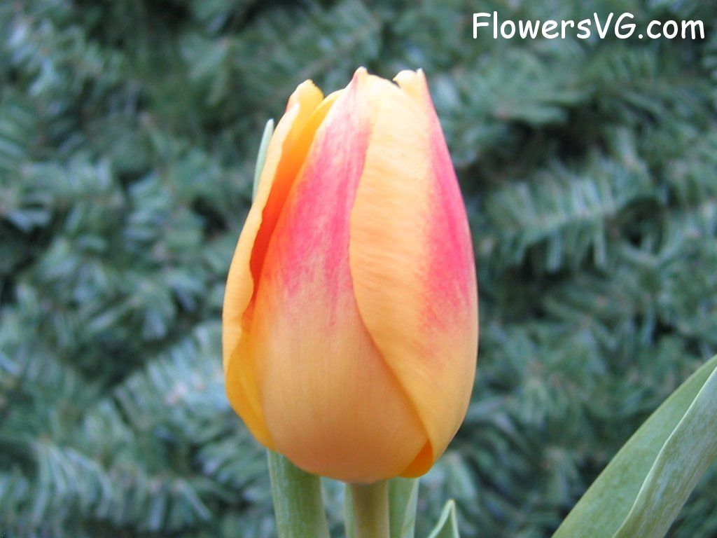 tulip flower Photo cflowers0061.jpg