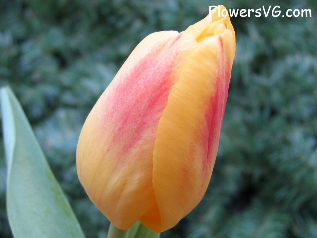 tulip flower Photo cflowers0063.jpg