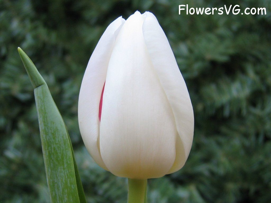 tulip flower Photo cflowers0069.jpg