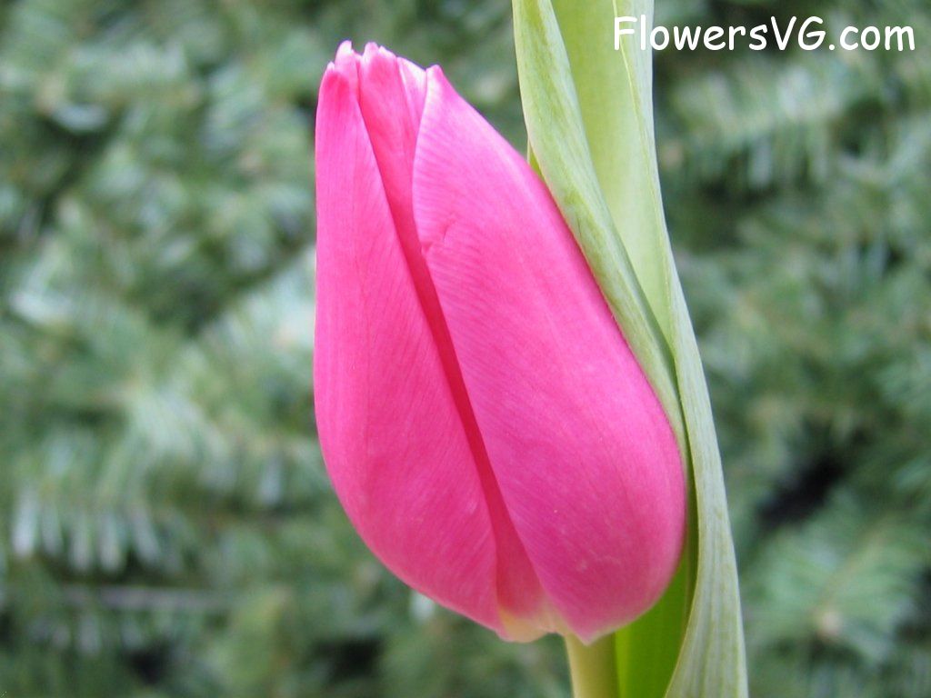 tulip flower Photo cflowers0070.jpg