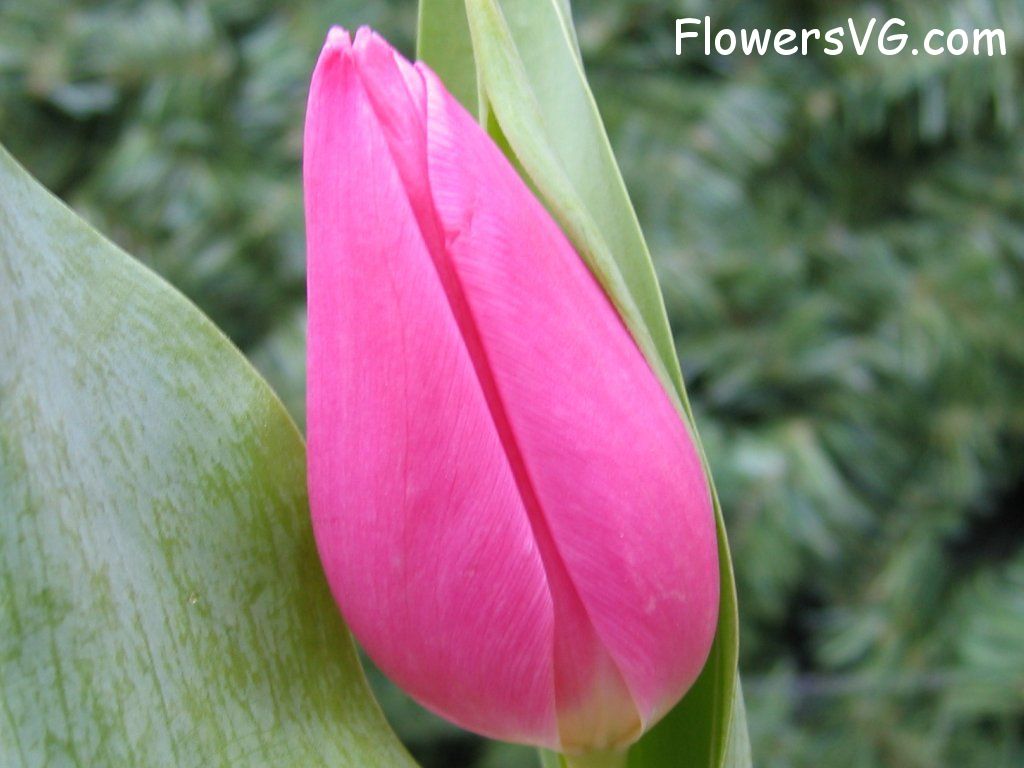 tulip flower Photo cflowers0071.jpg