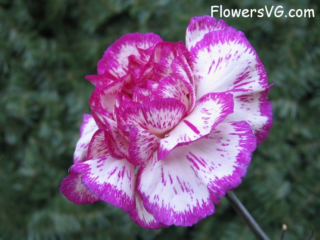 carnation flower Photo cflowers0078.jpg